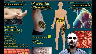 Intramuscular Fat vs. Other Body Fats: Key Differences; How to Reduce Intramuscular Fat