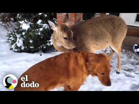 Video: Alimento De Perro De Ciervo Y Papa