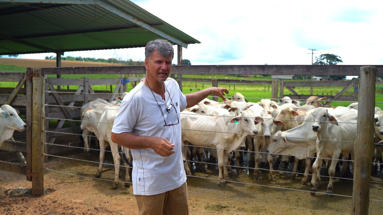 Chegou a hora de vender o gado. Veja o desempenho.