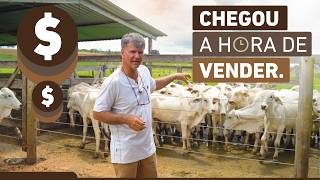 Chegou a hora de vender o gado. Veja o desempenho.