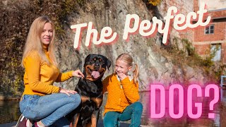 10 Reasons Why the Rottweiler Could Be The Perfect Dog For Your Family + 4 Potential Deal Breakers by DogCareLife 293 views 3 months ago 2 minutes, 44 seconds