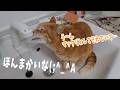 水の違いにこだわりキャット　【４猫暮らし1537s】