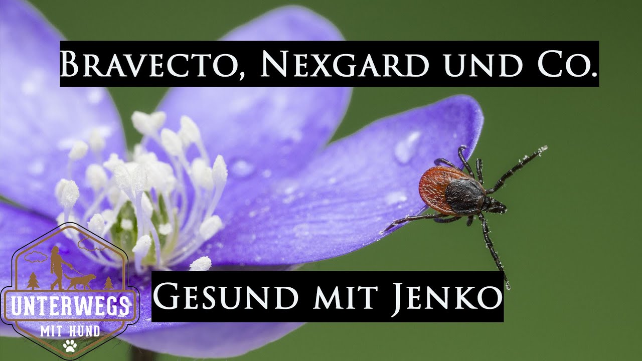 Bravecto Gefährlich Bravecto Gefährlich