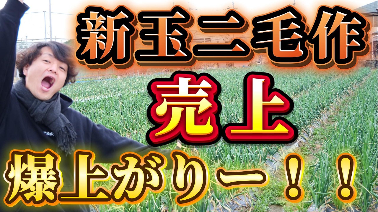 新玉二毛作、売上爆上がりー！！#大阪#農業#さつまいも#新規就農#農家