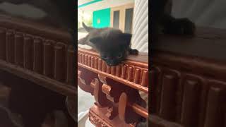 കിടു മാസ് പൂച്ചാണ്ടി ചില്ല് ഞങ്ങൾക്ക് പുല്ലാണ് #catcomedy #tranding #viral #shirtfeed #nikkuvishnu