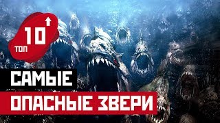 ТОП 10: САМЫЕ ОПАСНЫЕ ЗВЕРИ МИРА!