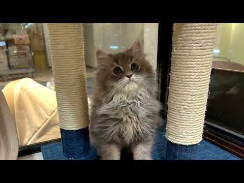 ラガマフィンの子猫くん、仲間入りしました♪