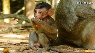 Cute Baby Monkey Poppy is Growing Up So Fast, Poppy Has A Good  Young Mom Patty to Care Her