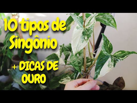 Vídeo: Syngonium: Todas As Nuances De Cuidar De Uma Planta Em Casa + Fotos E Vídeos