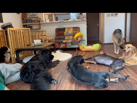 【大型犬6頭】との本当の日常です!!