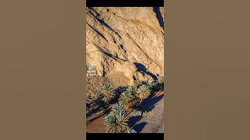 تلاوه جاسم المال