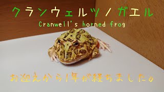 【クランウェルツノガエル】No.308。お迎えして1年が経ちました。(Cranwell's horned frog)