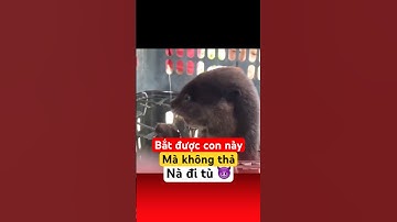 Bắt được rái cá quý hiếm tại Quảng Trị