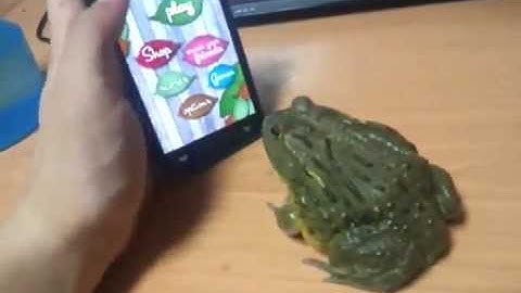 Rana Juega con Smartphone (INCREIBLE)