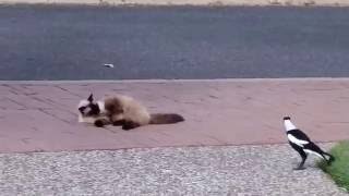 Cat vs Magpie - Australian