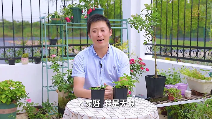 扦插月季移栽就出问题，原因主要是这些【天狼说月季】 - 天天要闻