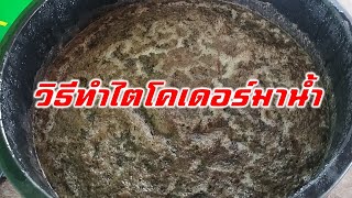 วิธีทำไตรโคเดอร์มาน้ำ (Trichoderma preparation) Farm Station