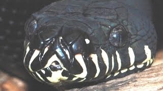 Boelen's Python - Morelia boeleni.mp4 Details