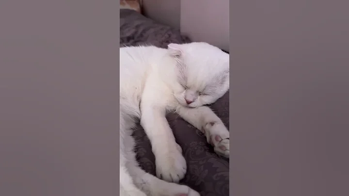 👉 Deep Cat Sleep Mode: Activated! 😹💤