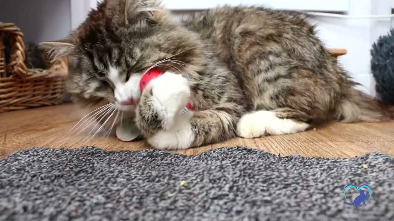 Our Retirement Village and the human animal bond