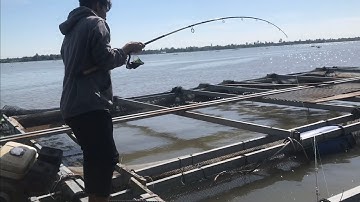 câu cá chép , cá cóc, cá tra , cùng cần thủ kiệt làng bè bình thạnh | tập 120 | khoái câu cá