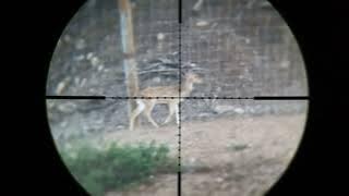 .35 cal FX impact M3 Axis Deer