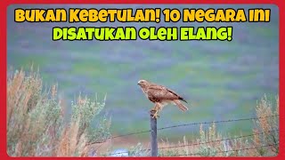 10 Negara dengan Simbol Burung Elang: Makna, Sejarah, dan Kebanggaannya
