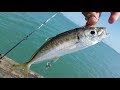 Nz basic fishing  wharf  sabiki fishing  livebaiting