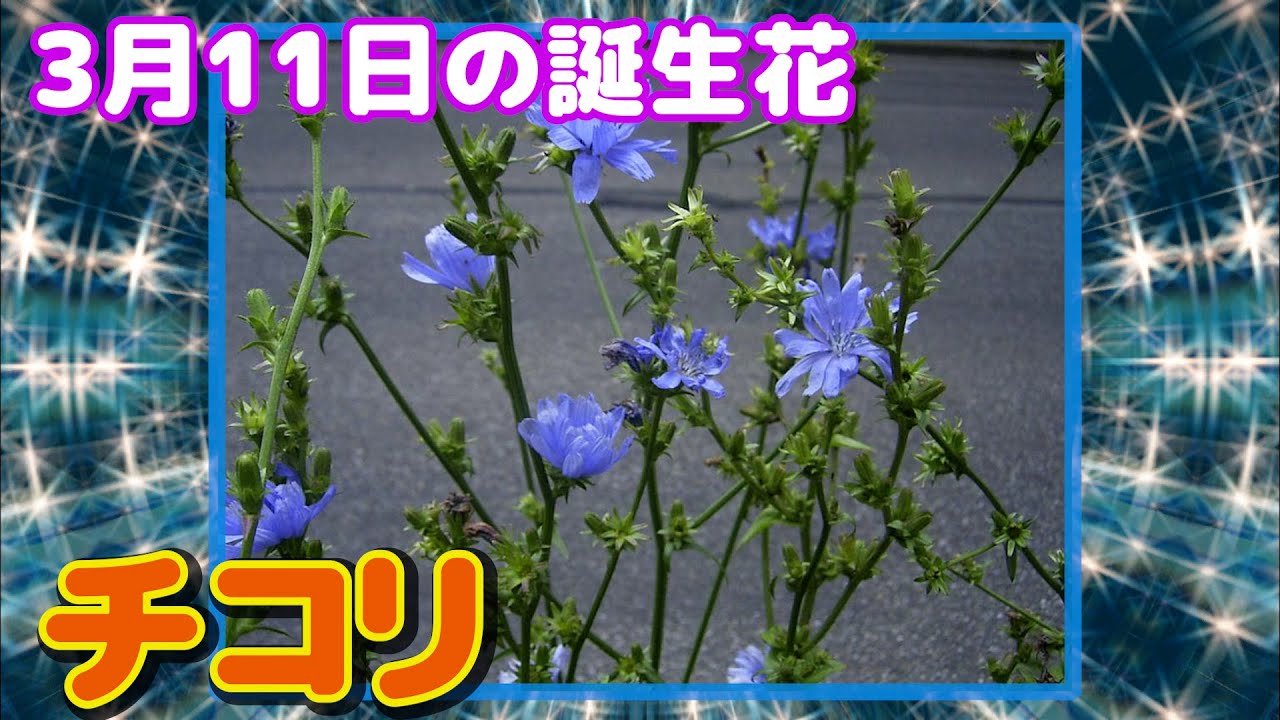 3月11日の誕生花 チコリ どんな花 あなたに送る花言葉は Youtube