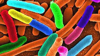 Cannibal Bacteria Vs Pathogens Video Abstract