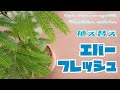 エバーフレッシュの植え替え|観葉植物
