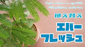 エバーフレッシュの水差しに根が出たので植え付けた Youtube エバーフレッシュの水差しに根が出たので植え付けた Youtube
