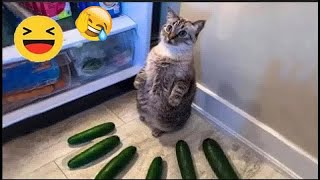 Best Cats Videos 🐈 New Funny Catss 2024 😂🤣