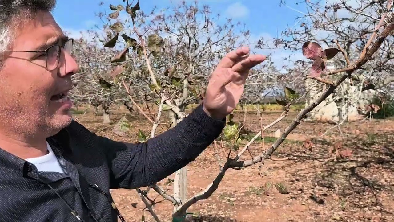 Διόρθωση διαμόρφωσης Φιστικιάς στο τέταρτο χρόνο.