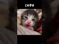 保護して4ヶ月で、こんなに変身した子猫は初めて。