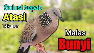 Download Lagu TEKUKUR LOKAL kuk 1 suara besar - SIULAN MERDU KHAS MEMANGGIL 100% BIKIN RAME. MP3