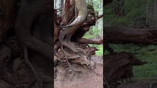 Trail of the Shadows | Peaceful Forest Walk at Mount Rainier National Park