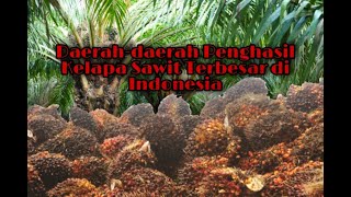 Daerah Penghasil Kelapa Sawit Terbesar di Indonesia