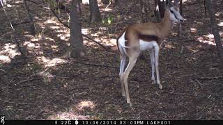 Springbok Antelope on Trail Camera in South Africa