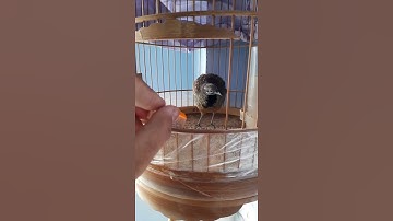 👉Thuần cút rừng là phải như thế này 🐦 #shorts