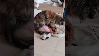 время любить #cat #красиваякошка #cat2026 #кошка #mainecoon