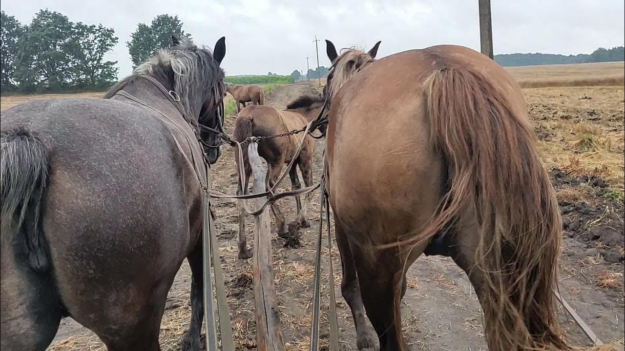 Домашняя лошадь. Лошадь як. Малопольская порода лошадей. Белый жеребенок. Лошадь як.