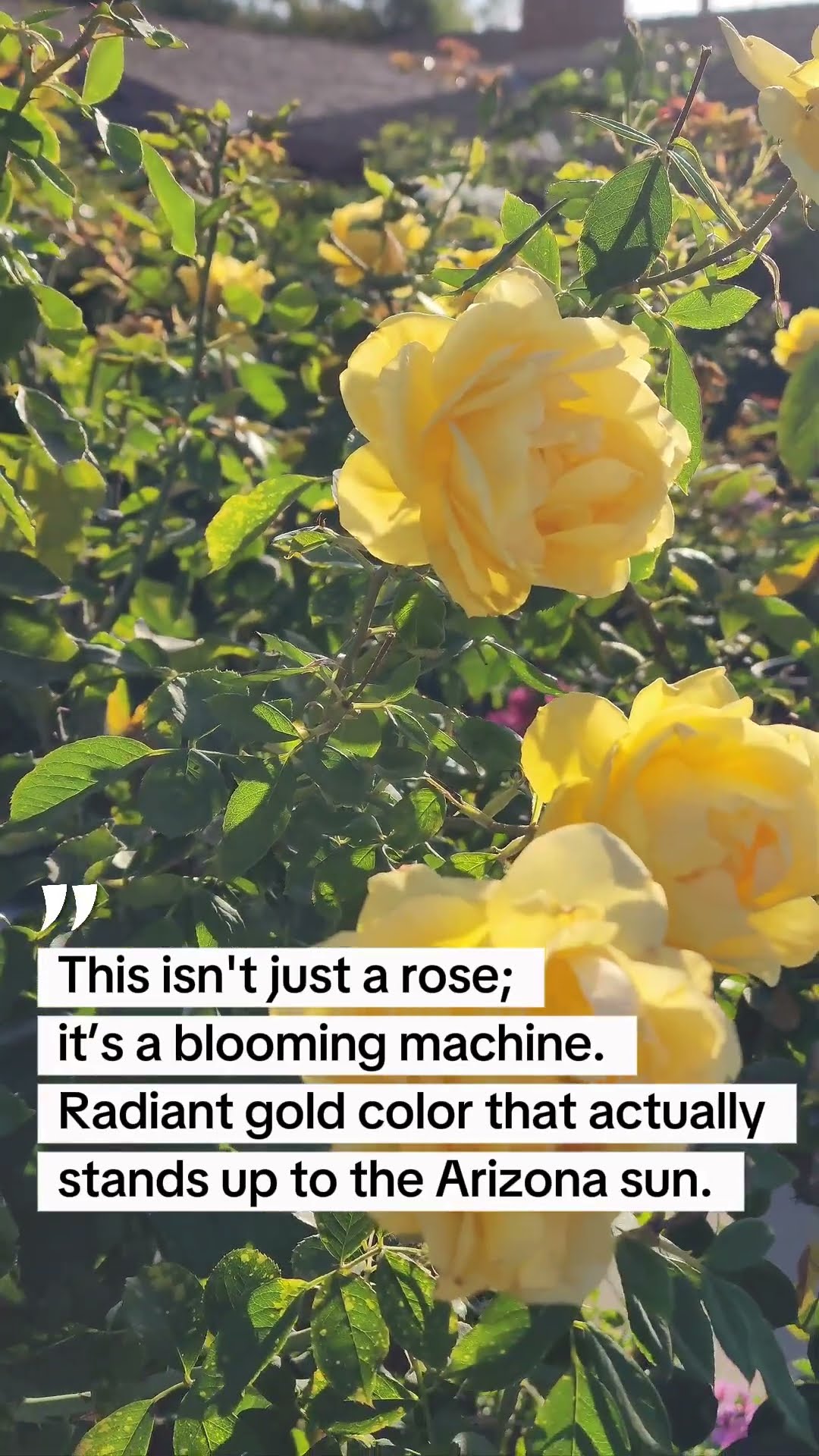 Ch-Ching!™ Rose: The Gold Standard for Your Garden - YouTube