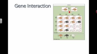 Gene Interaction (2016) IB Biology