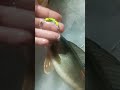Lake Nosbonsing Blizzard Walleye on The Rotten Yellow Banana!!!