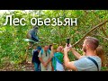 Лес обезьян на Занзибаре. Парк "Джозани Форест" (Jozani Forest).