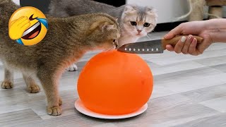 Cats vs Ice Balloon Ball 😂 by MiMo Cats 6,971 views 9 months ago 3 minutes, 19 seconds