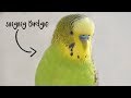 Singing Budgie - Happy song