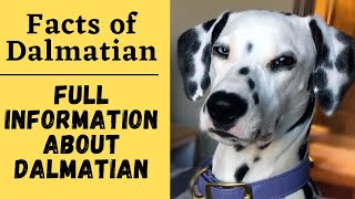 Dalmatian dog || dalmatian dog facts in hindi || dalmatian dog information in hindi by Pomtoy Dishu 172 views 2 years ago 2 minutes, 8 seconds