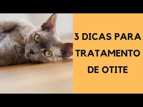 Vídeo: Como Tratar Otite Média Em Um Gato